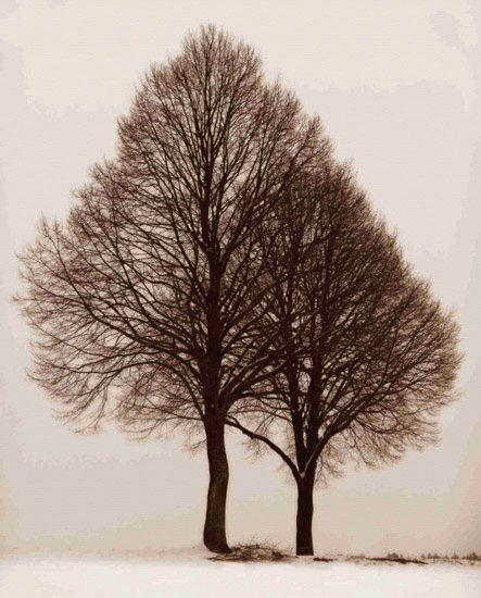 JAHRRIESNGE Landscape of trees-lpf00761 