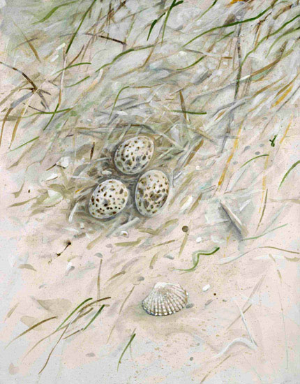 JAHRRIESNGE Landscape of shell-lpf00861 