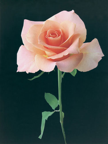 JAHRRIESNGE Floral of flower lpf04566 