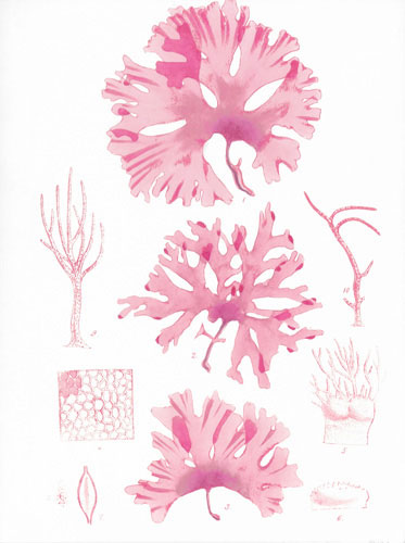 Jahrriesnge Floral of flowers lpf04837 