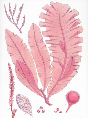 Jahrriesnge Floral of flowers lpf04838 