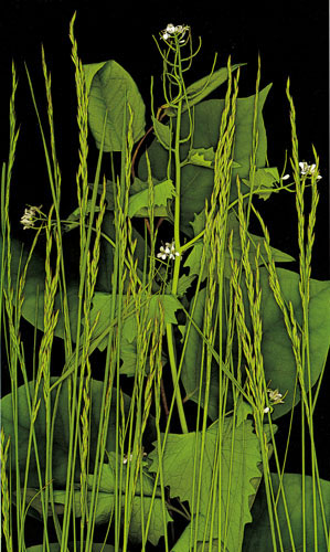 JAHRRIESNGE Floral of flowers-lpf06753 