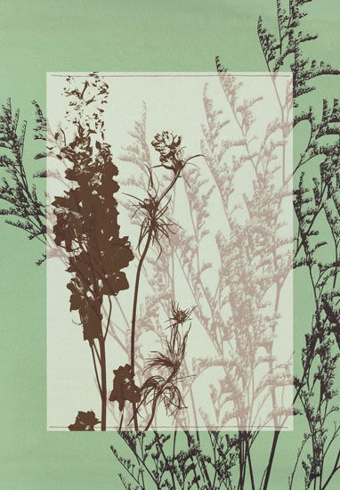 Jahrriesnge Floral of flowers-lpf06813 