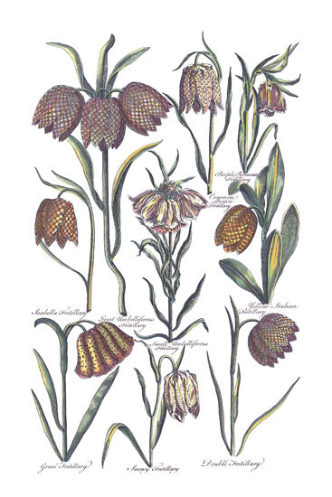 JAHRRIESNGE Floral of flowers-lpf06819 