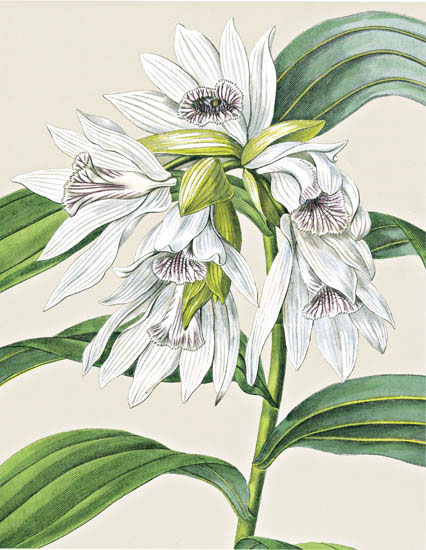 JAHRRIESNGE Floral of flowers-lpf06827 