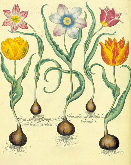 Jahrriesnge Floral of flowers-lpf06878 