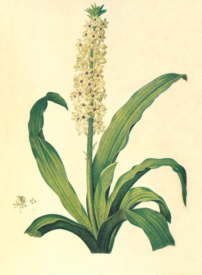 Jahrriesnge Floral of flowers-lpf06883 