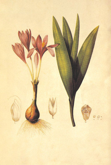 Jahrriesnge Floral of flowers-lpf06892 