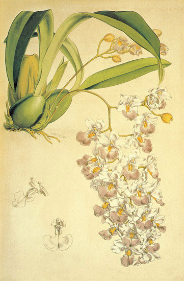 Jahrriesnge Floral of flowers-lpf06895 