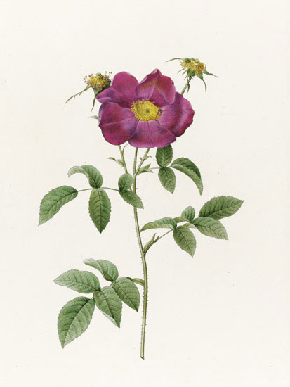 JAHRRIESNGE Floral of flowers-lpf07014 