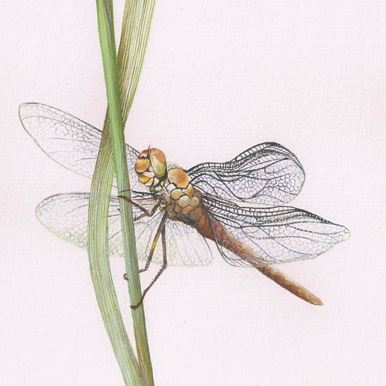 Jahrriesnge Animals of dragonfly lpf08680 